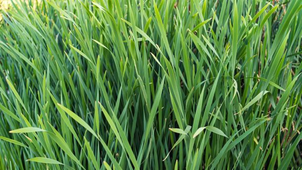 Men&rsquo;s Bodyland Lemongrass Essence Massage