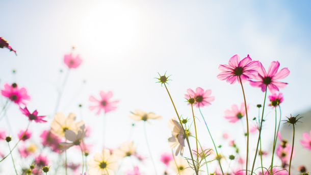 Men&rsquo;s Bodyland Floral Harmony Massage